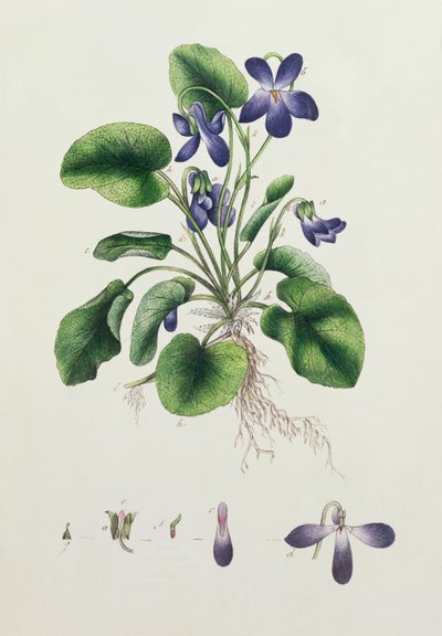 Veilchen, Seite aus einem Album botanischer Studien, ca. 1830 von English School